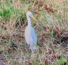 Ardea intermedia