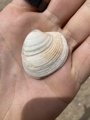 Austrovenus stutchburyi
