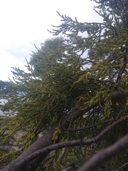 Misodendrum punctulatum