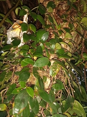 Codonanthopsis