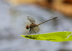 Dythemis sterilis