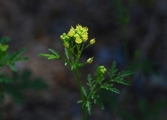Descurainia pinnata glabra