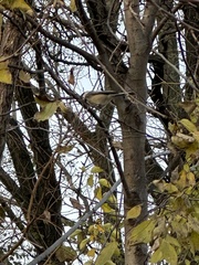 Poecile atricapillus