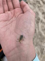 Trirhabda bacharidis