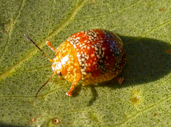 Paropsis obsoleta