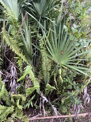 Coryphoideae
