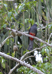 Trogon massena