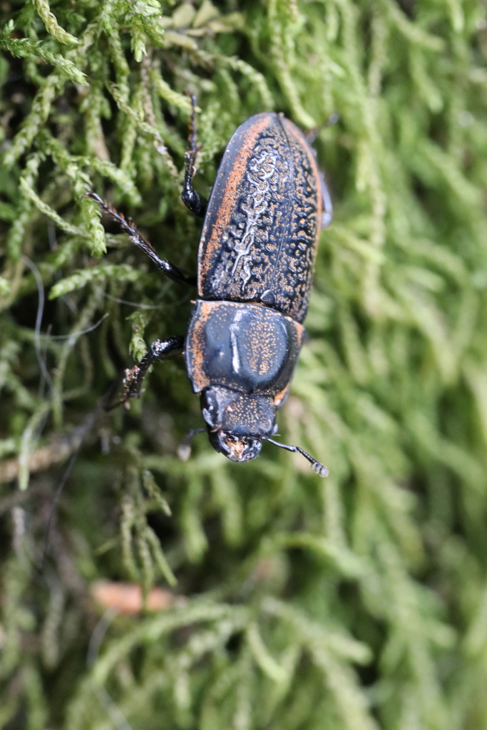 Pycnosiphorus lessonii