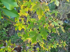 Acer saccharinum