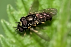 Paragus