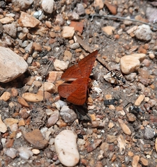 Emesis mandana