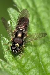 Paragus