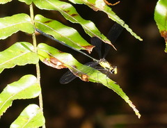 Austroargiolestes aureus