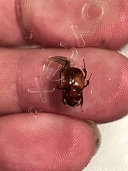 Odonteus thoracicornis