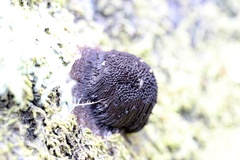 Stemonitis