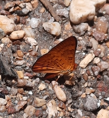 Emesis mandana