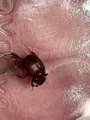 Odonteus thoracicornis