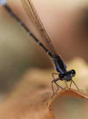 Argia gaumeri
