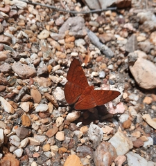 Emesis mandana