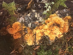 Pycnoporellus alboluteus