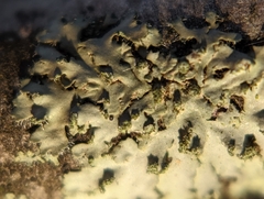 Phaeophyscia hirsuta