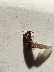 Odonteus thoracicornis