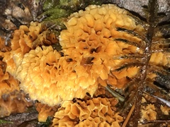 Pycnoporellus alboluteus