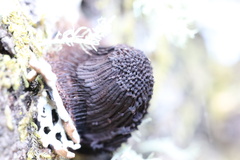 Stemonitis