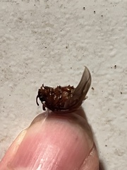 Odonteus thoracicornis