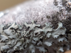 Phaeophyscia hirsuta