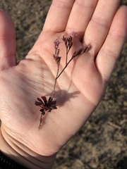 Limonium duriusculum