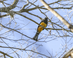 Trogon melanocephalus