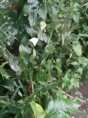 Spathiphyllum wallisii