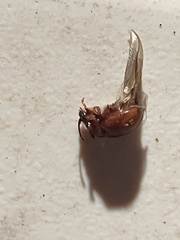 Odonteus thoracicornis