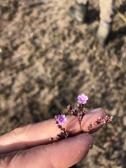Limonium duriusculum