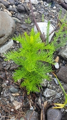 Senecio bipinnatisectus