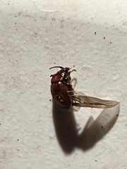 Odonteus thoracicornis