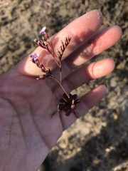 Limonium duriusculum