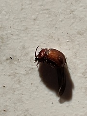 Odonteus thoracicornis