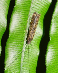 Baliomorpha banksi
