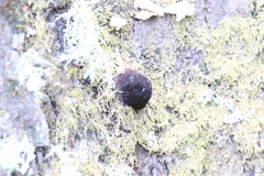 Stemonitis