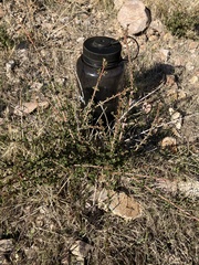 Ceanothus sonomensis