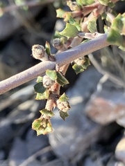 Ceanothus sonomensis