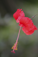 Hibiscus rosa-sinensis