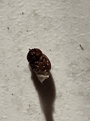 Odonteus thoracicornis