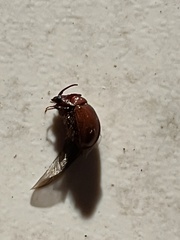 Odonteus thoracicornis