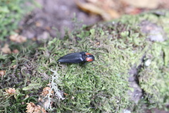 Elater decorus