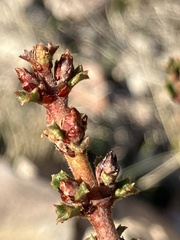 Ceanothus sonomensis