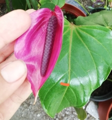 Anthurium