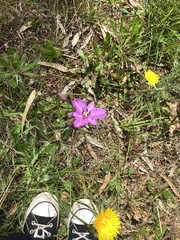 Arthropodium strictum